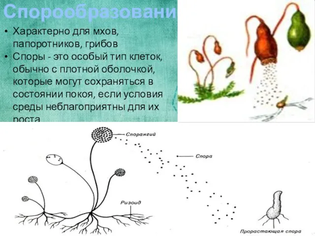 Спорообразование Характерно для мхов, папоротников, грибов Споры - это особый тип клеток,