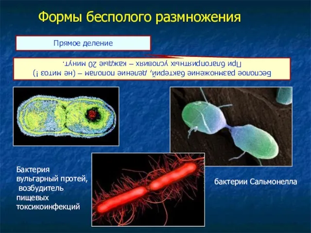 Формы бесполого размножения Бесполое размножение бактерий, деление пополам – (не митоз !)