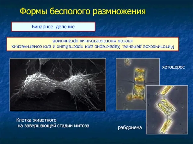 Формы бесполого размножения Бинарное деление Митотическое деление. Характерно для простейших и для