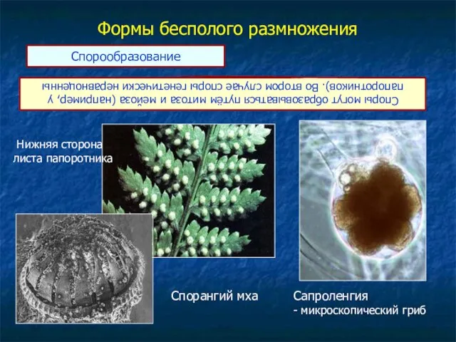 Формы бесполого размножения Споры могут образовываться путём митоза и мейоза (например, у