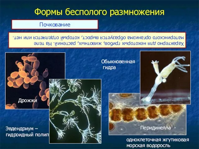 Формы бесполого размножения Почкование Характерно для некоторых грибов, животных, растений. На теле