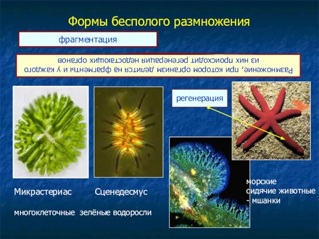 Формы бесполого размножения Размножение, при котором организм делится на фрагменты и у