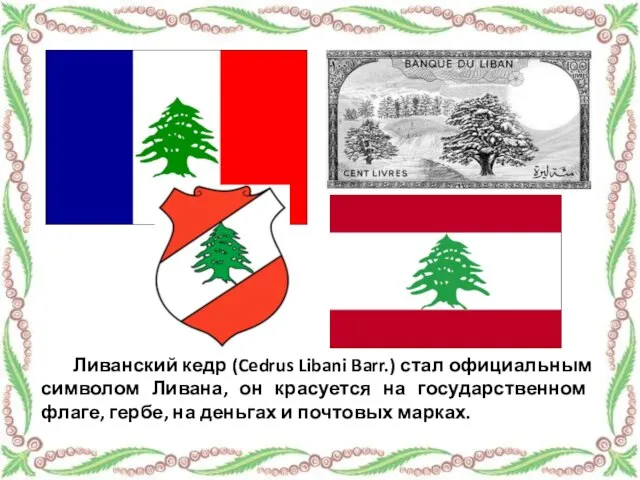 Ливанский кедр (Cedrus Libani Barr.) стал официальным символом Ливана, он красуется на