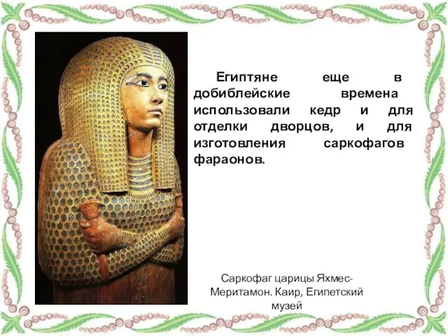 Египтяне еще в добиблейские времена использовали кедр и для отделки дворцов, и