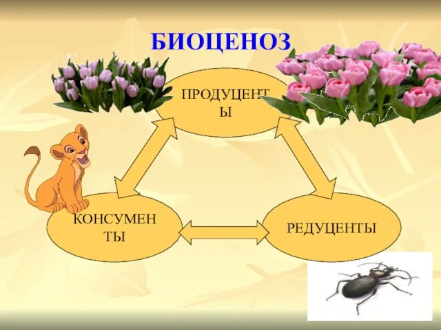 БИОЦЕНОЗ ПРОДУЦЕНТЫ КОНСУМЕНТЫ РЕДУЦЕНТЫ