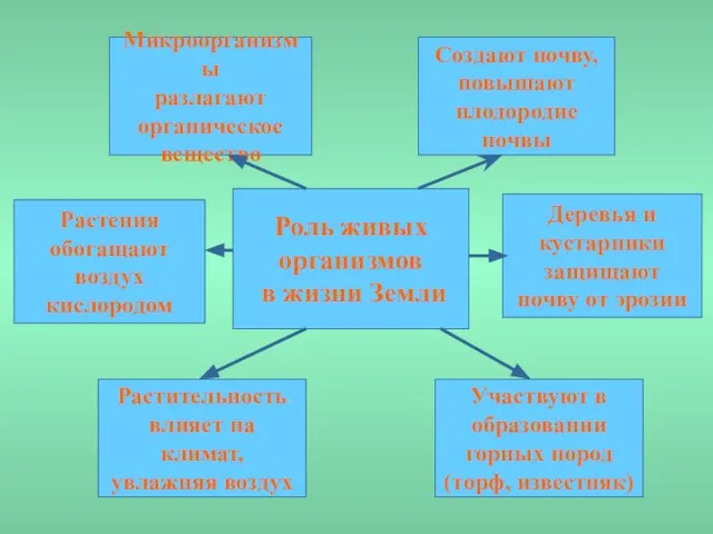 Роль живых организмов в жизни Земли Создают почву, повышают плодородие почвы Растения