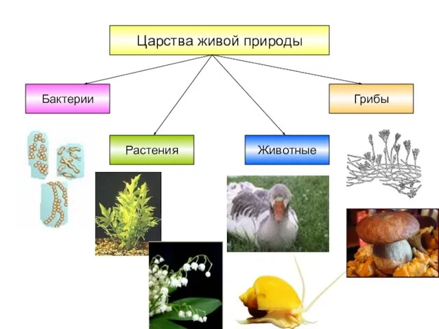 Царства живой природы Бактерии Грибы Растения Животные