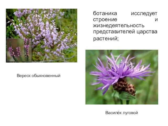 ботаника исследует строение и жизнедеятельность представителей царства растений; Вереск обыкновенный Василёк луговой
