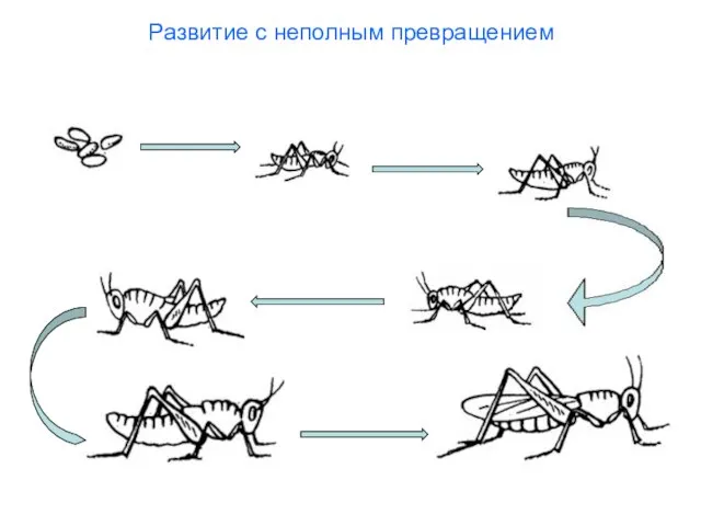 Развитие с неполным превращением