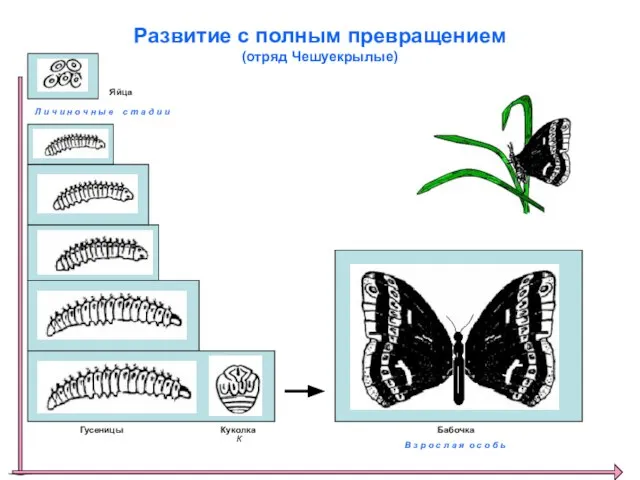 Развитие с полным превращением (отряд Чешуекрылые) Яйца Гусеницы К Куколка Л и