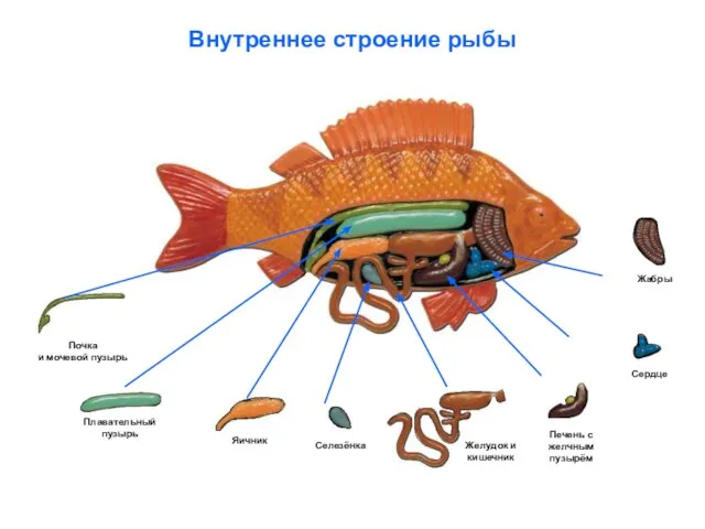 Внутреннее строение рыбы Плавательный пузырь Почка и мочевой пузырь Желудок и кишечник Селезёнка