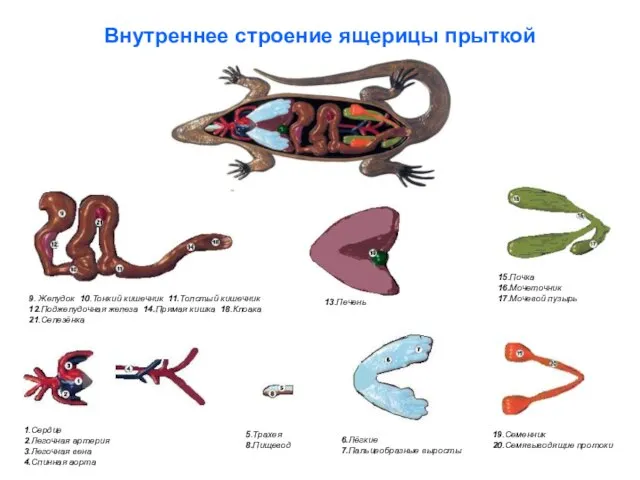 Внутреннее строение ящерицы прыткой 13.Печень 15.Почка 16.Мочеточник 17.Мочевой пузырь 19.Семенник 20.Семявыводящие протоки