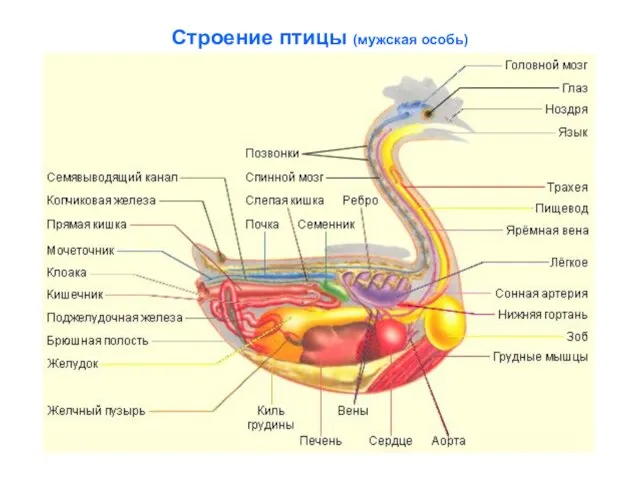 Строение птицы (мужская особь)