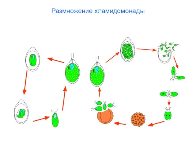 Размножение хламидомонады