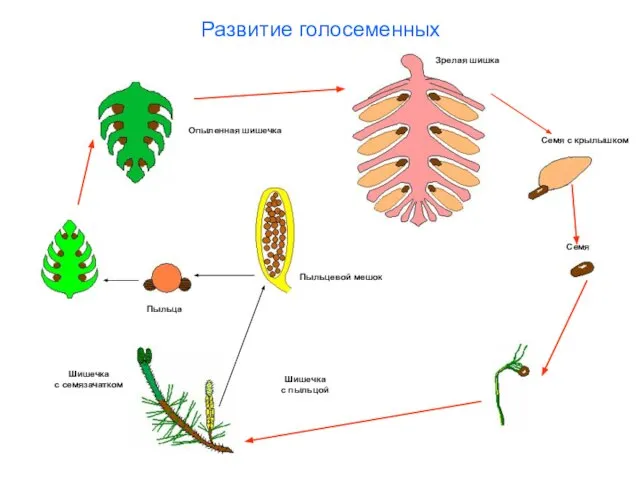 Развитие голосеменных Зрелая шишка Семя с крылышком Семя Шишечка с пыльцой Пыльцевой