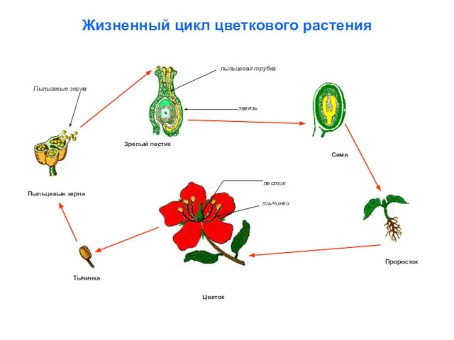 Жизненный цикл цветкового растения Проросток Семя Тычинка Цветок Пыльцевые зерна Зрелый пестик