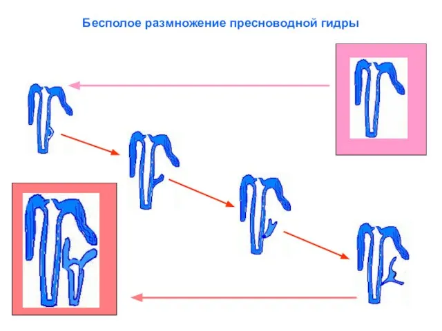 Бесполое размножение пресноводной гидры