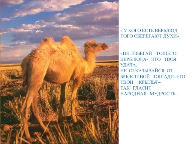 « У КОГО ЕСТЬ ВЕРБЛЮД ТОГО ОБЕРЕГАЮТ ДУХИ» «НЕ ИЗБЕГАЙ ТОЩЕГО ВЕРБЛЮДА-