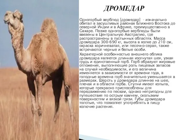 ДРОМЕДАР Одногорбый верблюд [дромедар] - изначально обитал в засушливых районах Ближнего Востока