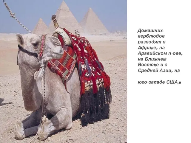 Домашних верблюдов разводят в Африке, на Аравийском п-ове, на Ближнем Востоке и