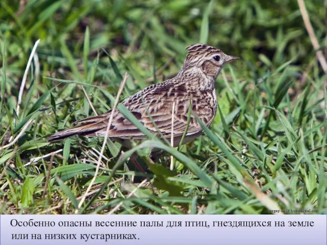 Особенно опасны весенние палы для птиц, гнездящихся на земле или на низких кустарниках.