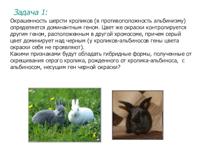 Задача 1: Окрашенность шерсти кроликов (в противоположность альбинизму) определяется доминантным геном. Цвет