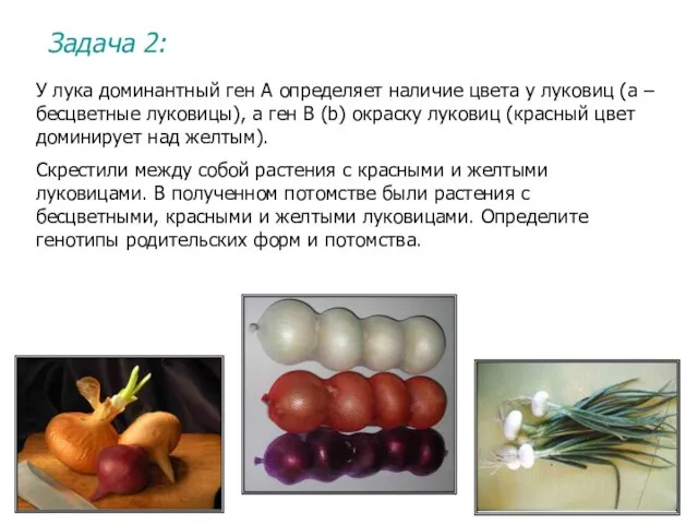 Задача 2: У лука доминантный ген А определяет наличие цвета у луковиц