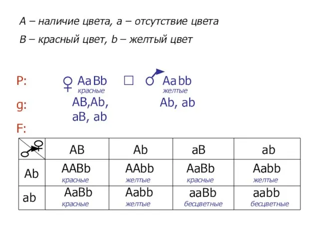 bb Вb Аа A – наличие цвета, a – отсутствие цвета B