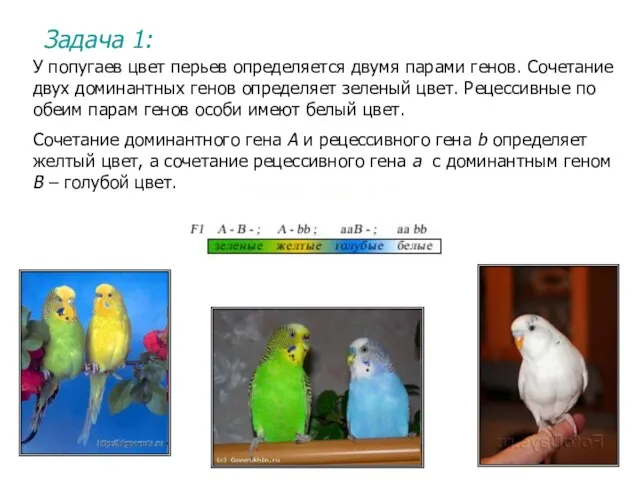 У попугаев цвет перьев определяется двумя парами генов. Сочетание двух доминантных генов