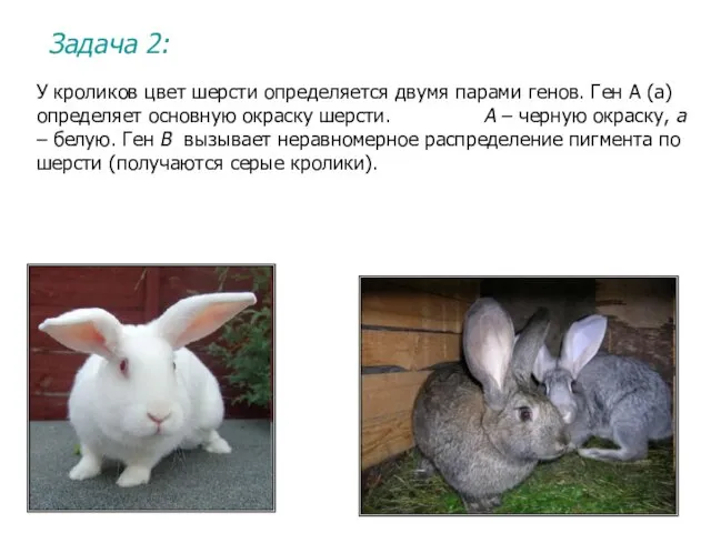 Задача 2: У кроликов цвет шерсти определяется двумя парами генов. Ген А