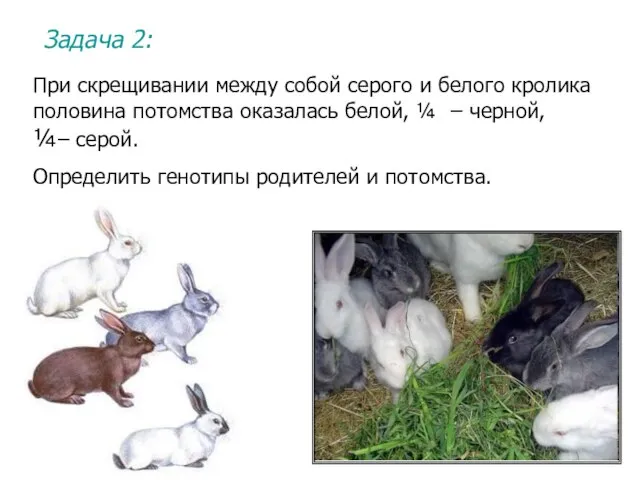 Задача 2: При скрещивании между собой серого и белого кролика половина потомства