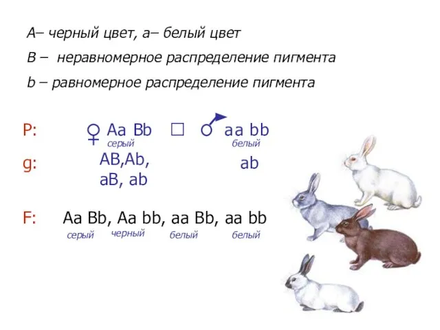 а b Аа Вb, Аа bb, аа Вb, аа bb а b