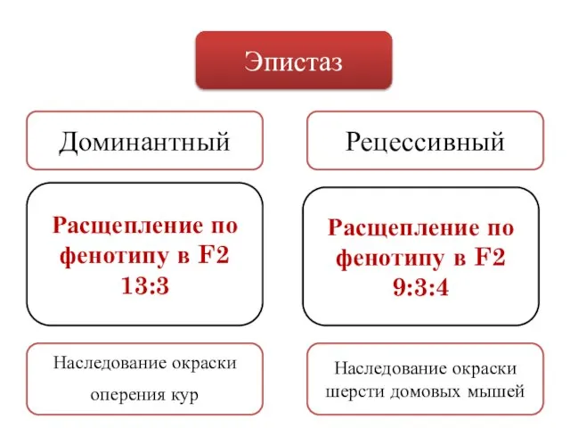 Эпистаз Доминантный Рецессивный Расщепление по фенотипу в F2 13:3 Расщепление по фенотипу