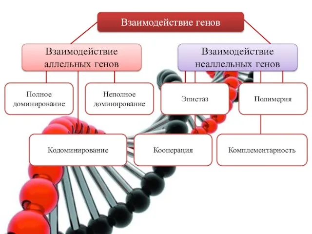 Взаимодействие генов Взаимодействие аллельных генов Взаимодействие неаллельных генов Полное доминирование Неполное доминирование