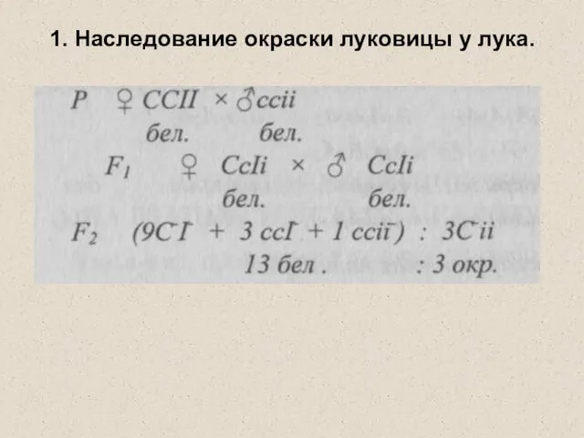 1. Наследование окраски луковицы у лука.