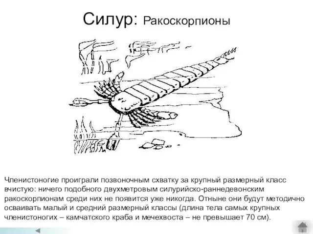 Силур: Ракоскорпионы Членистоногие проиграли позвоночным схватку за крупный размерный класс вчистую: ничего