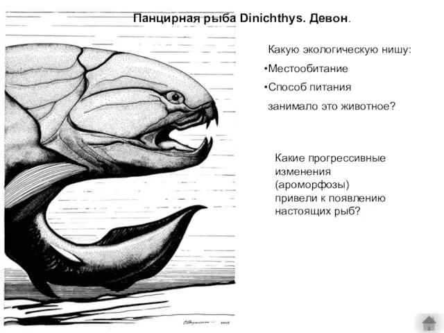 Панцирная рыба Dinichthys. Девон. Какую экологическую нишу: Местообитание Способ питания занимало это