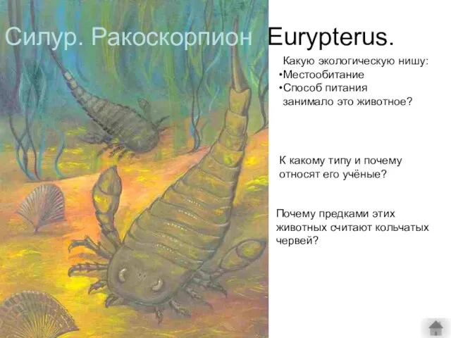 Силур. Ракоскорпион Eurypterus. Какую экологическую нишу: Местообитание Способ питания занимало это животное?