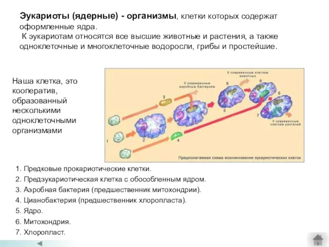 Эукариоты (ядерные) - организмы, клетки которых содержат оформленные ядра. К эукариотам относятся