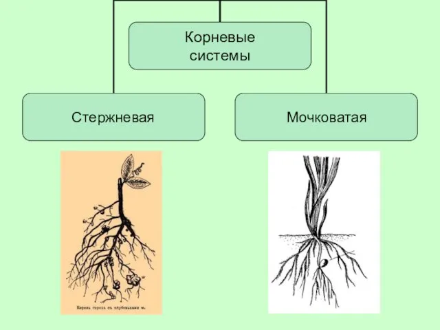 Стержневая Мочковатая