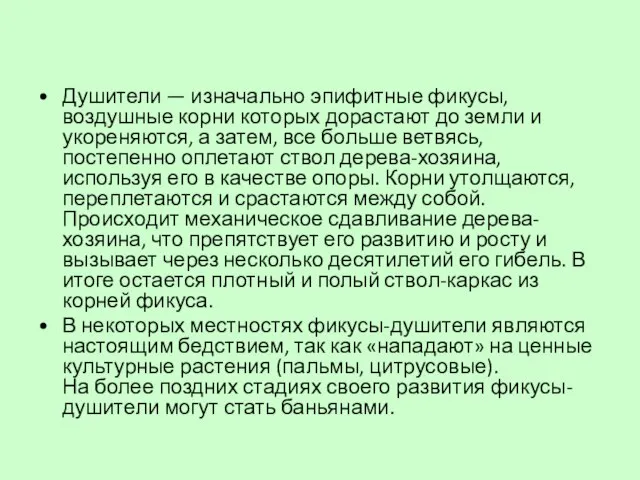 Душители — изначально эпифитные фикусы, воздушные корни которых дорастают до земли и