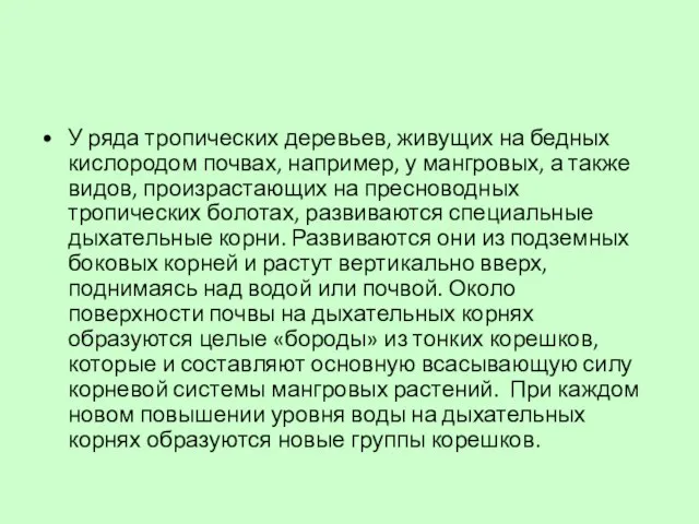 У ряда тропических деревьев, живущих на бедных кислородом почвах, например, у мангровых,