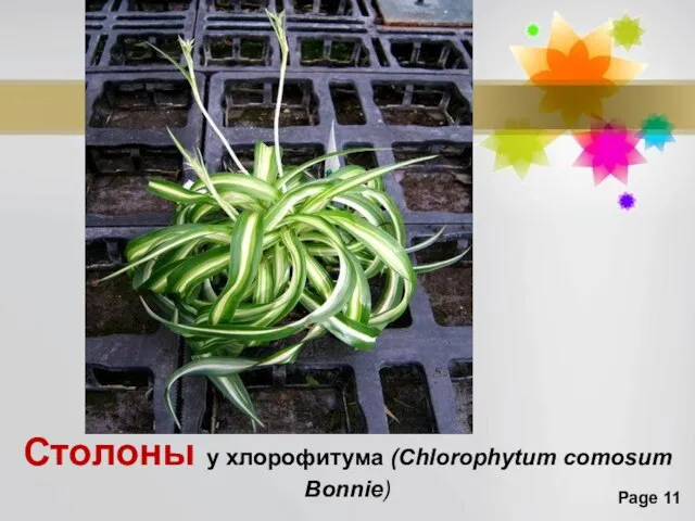 Столоны у хлорофитума (Chlorophytum comosum Bonnie)