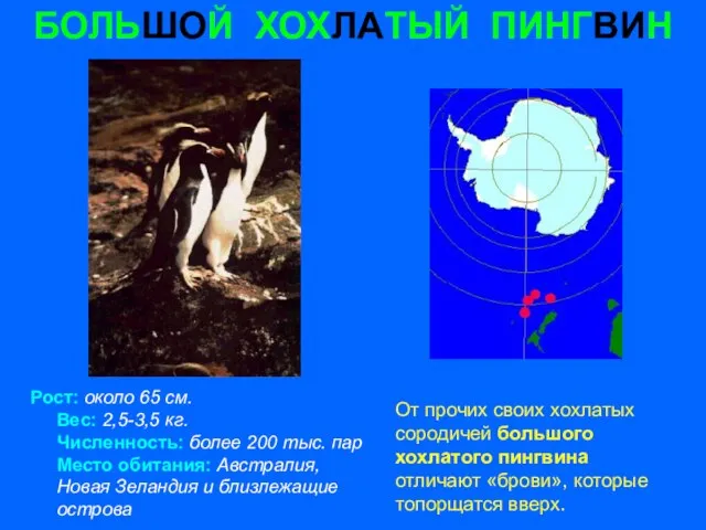 БОЛЬШОЙ ХОХЛАТЫЙ ПИНГВИН Рост: около 65 см. Вес: 2,5-3,5 кг. Численность: более