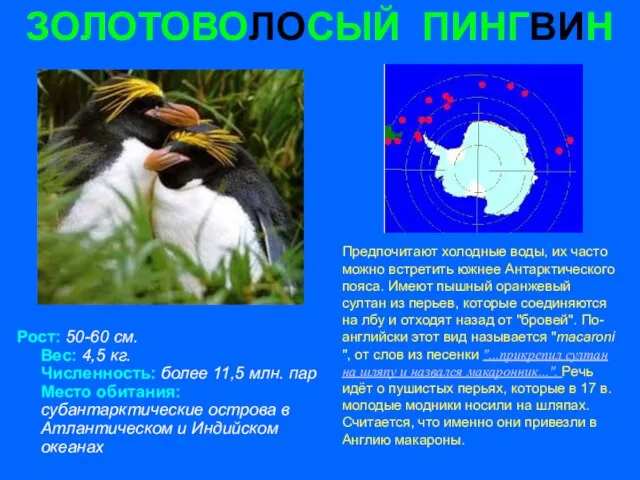 ЗОЛОТОВОЛОСЫЙ ПИНГВИН Рост: 50-60 см. Вес: 4,5 кг. Численность: более 11,5 млн.