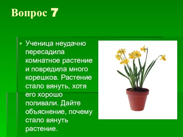 Вопрос 7 Ученица неудачно пересадила комнатное растение и повредила много корешков. Растение