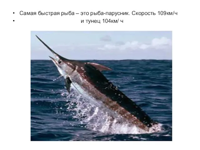 Самая быстрая рыба – это рыба-парусник. Скорость 109км/ч и тунец 104км/ ч