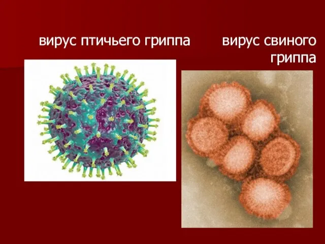 вирус птичьего гриппа вирус свиного гриппа