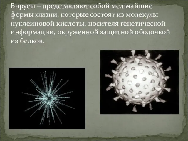 Вирусы – представляют собой мельчайшие формы жизни, которые состоят из молекулы нуклеиновой