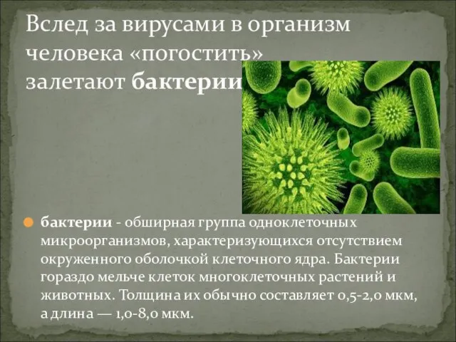 бактерии - обширная группа одноклеточных микроорганизмов, характеризующихся отсутствием окруженного оболочкой клеточного ядра.